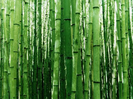 Massage aux bambous